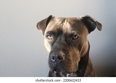 Black Pitbull Puppy Cute Portrait 