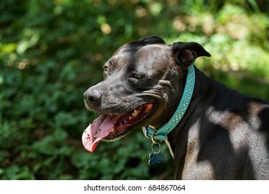 A Black Pitbull Smiles After Chewing Up A Stick Leaving Shredded Saw Dust In Her Mouth And On Her Tongue.