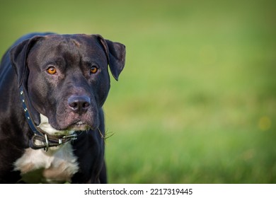 Black Pitbull Terrier On The Meadow