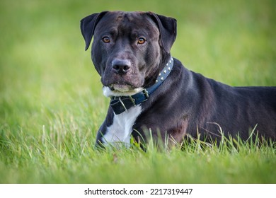 Black Pitbull Terrier On The Meadow