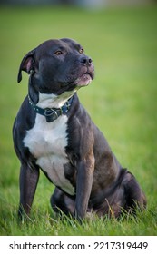 Black Pitbull Terrier On The Meadow