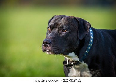 Black Pitbull Terrier On The Meadow