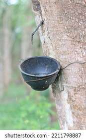 Black Plastic Bowl For Storing Latex.