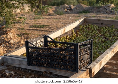 Black plastic crate filled with harvested olives placed on wooden drying trays outdoors on sunny day. Concept of olive farming, natural drying process, and traditional agriculture. High quality photo - Powered by Shutterstock