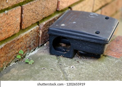 A Black Plastic Rat Trap. Pest Control Concept Image. 