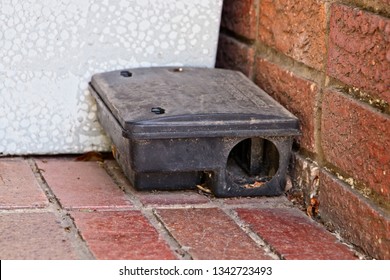 Black Plastic Rat Trap Pest Control Stock Photo 1342723493 | Shutterstock