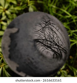 Black plastic and reflection branches