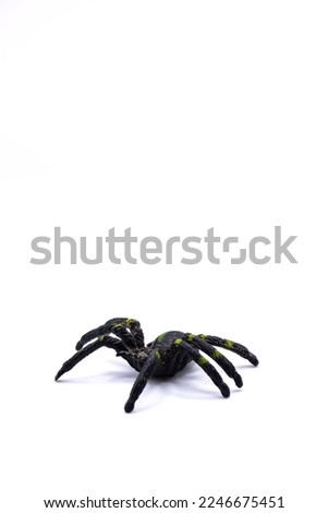 A black plastic spider on isolated background, Top view of a plastic spider on white background