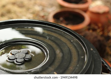 Black Plastic Water Tank And Lid With Water On Tank Lid After Raining In The Garden. Concept Of Aedes Mosquito Breeding Grounds.