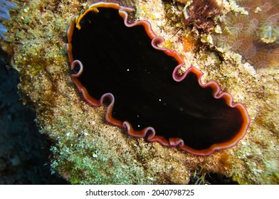 Black Platworm (Platyhelminthes) On The Ground In The Filipino Sea January 18, 2012