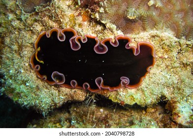 Black Platworm (Platyhelminthes) On The Ground In The Filipino Sea January 18, 2012