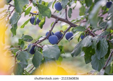 Black Plum Fruit Hanging On A Tree.