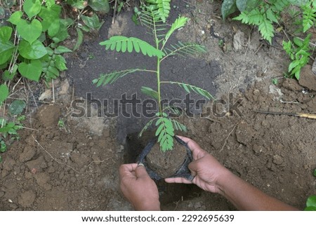 A black polythene bag containing a Vegetable hummingbird plant, the bag cover is being remove by the hands to plant in the pit below