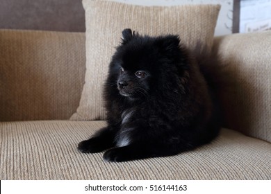 Black Pomeranian