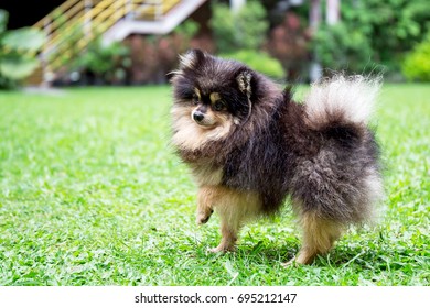 Black Pomeranian Dog On Green Grass In The Garden 