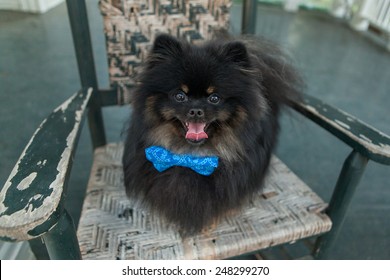 Black Pomeranian Dog Smiles In A Rocking Chair