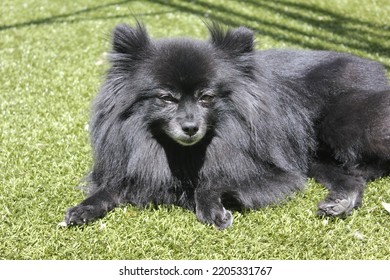 Black Pomeranian Laying On Grass