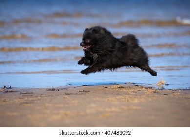 Black Pomeranian Spitz Dog Running On A Beach