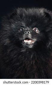 Black Pomeranian Spitz On Black Background 