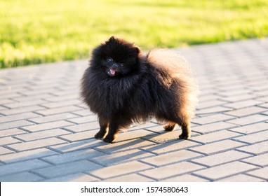 Black Pomeranian Images, Stock Photos Vectors | Shutterstock