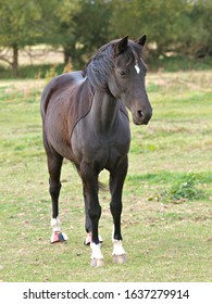 A Black Pony With A Bib Clip Stands In A Paddock.