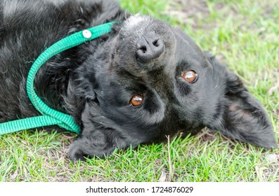 Black Pooch Dog Lying Upside Down On Green Grass