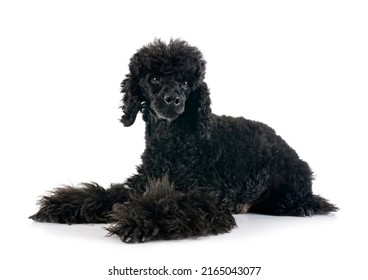 1,943 Miniature Black Poodle Images, Stock Photos & Vectors | Shutterstock