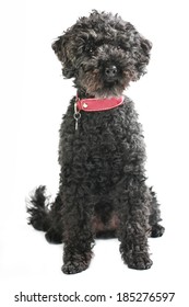 Black Poodle Isolated On White