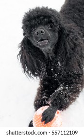 Black poodle with red Ball is played in winter on snow background