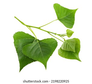 Black Poplar Branch Isolated On White Background