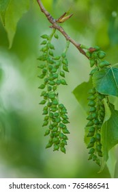 Black Poplar Fruits