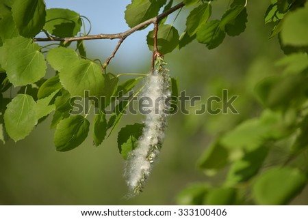 Black poplar (Populus nigra) branch with seed tuft 