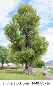 Black Poplar (Schwarzpappel) Populus Tree