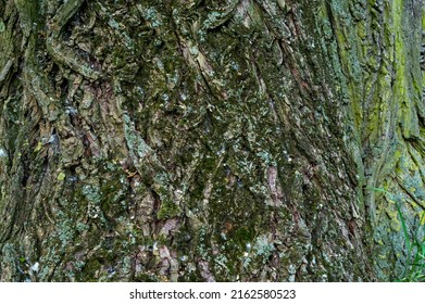 Black Poplar Tree Bark (Populus Nigra)