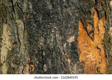 Black Poplar Tree Bark (Populus Nigra)