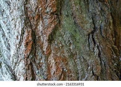 Black Poplar Tree Bark (Populus NIgr L.)