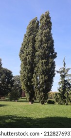 Black Poplar Tree Growing In Park