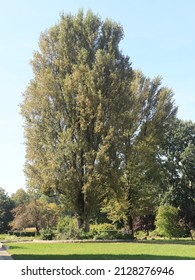 Black Poplar Tree Growing In Park