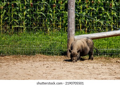 A Black Pot Belly Pig