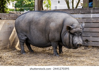 A black pot-bellied pig in its enclosure