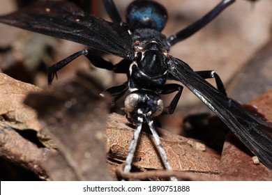 Black Potter Wasp (Sphecidae) On 
Dead Leaves