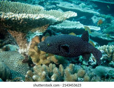 Black Puffer Fish  (or, Fugu fish, or Blowfish) at the bottom of the Indian Ocean