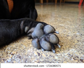 Black Pug Breed Dog Paw Close Stock Photo 1726380571 | Shutterstock