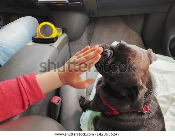 Black pug in the car. Girl plays with pugin the\
front seat of the car.