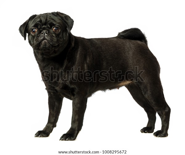 Black Pug Dog On White Background Stock Photo (Edit Now) 1008295672