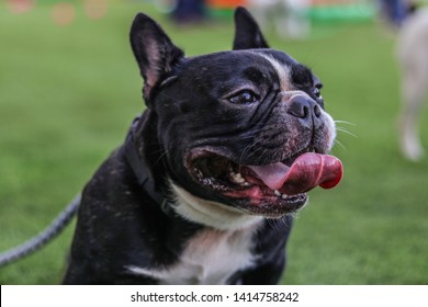 Black Pug Face Adorable And Wild Twisted Tongue