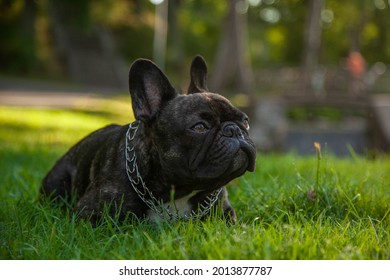 A Black Pug Lying In The Park. Puppy On An Evening Walk. There Is Room For A Text.
