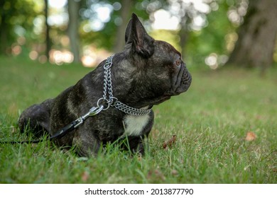 A Black Pug Lying In The Park. Puppy On An Evening Walk. There Is Room For A Text.
