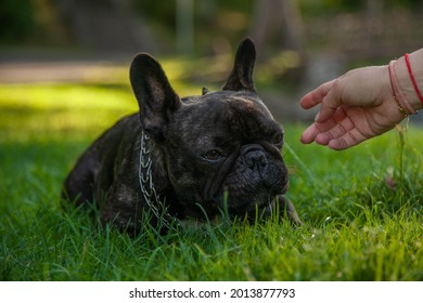 A Black Pug Lying In The Park. Puppy On An Evening Walk. There Is Room For A Text.
