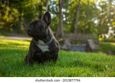 A Black Pug Lying In The Park. Puppy On An Evening Walk. There Is Room For A Text.
